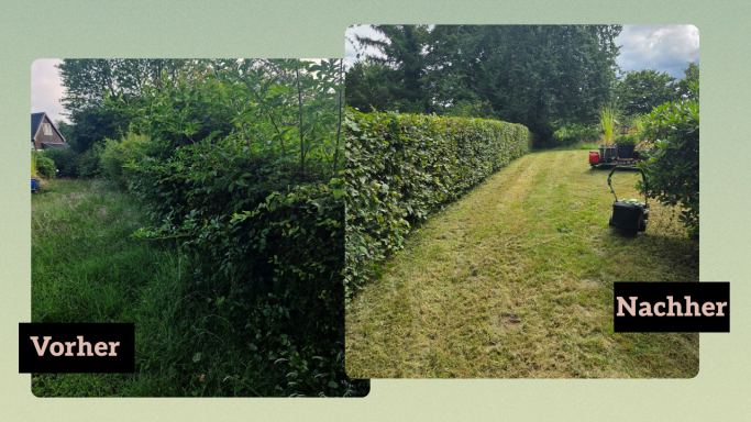 Links: hohe, ungepflegte Hecke. Rechts: gepflegte Hecke und gemähter Rasen.
